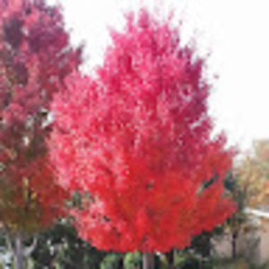 Meet your Posher, Jerry